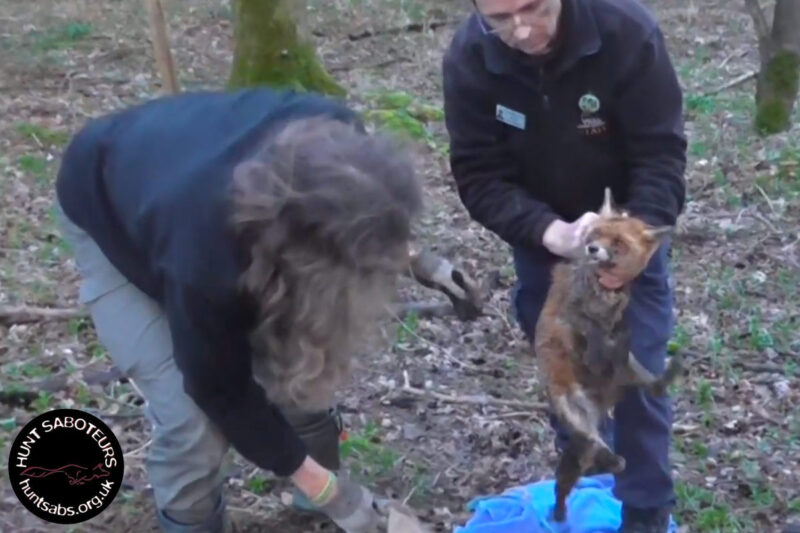 Wildlife Guardian - Fox Hunting and Terrier Work