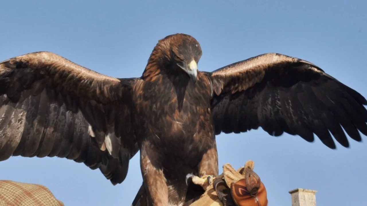 Falconry and the Hunting Act 2004: Flying Under the Radar