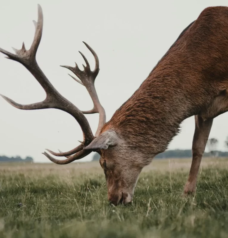 Stag Grazing © Henry Ravenscroft