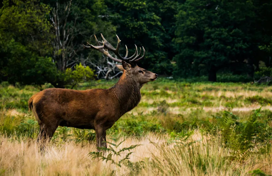 Stag © Jamie Street