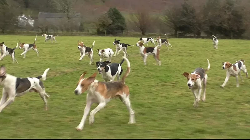 Melbreak Foxhounds on National Trust Land